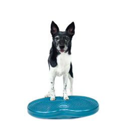 FitPaws Duo Disc...